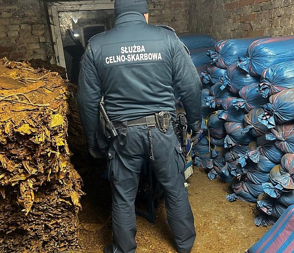 Zlikwidowana nielegalna krajalnia tytoniu-368803