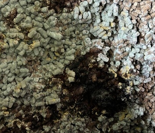 280 ton spleśniałej śruty zatrzymane przez KAS-369226