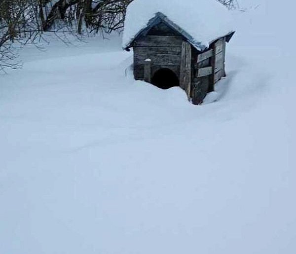 Gmina Dołhobyczów. Znęcał się nad psami-369349