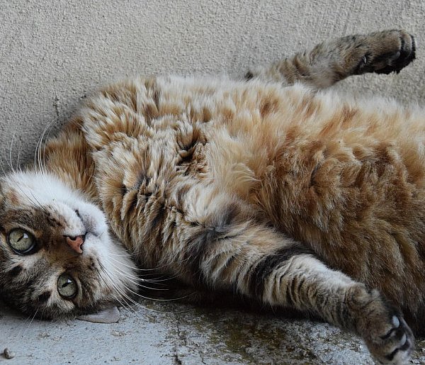 Dostał rok więzienia za zabicie kota siekierą