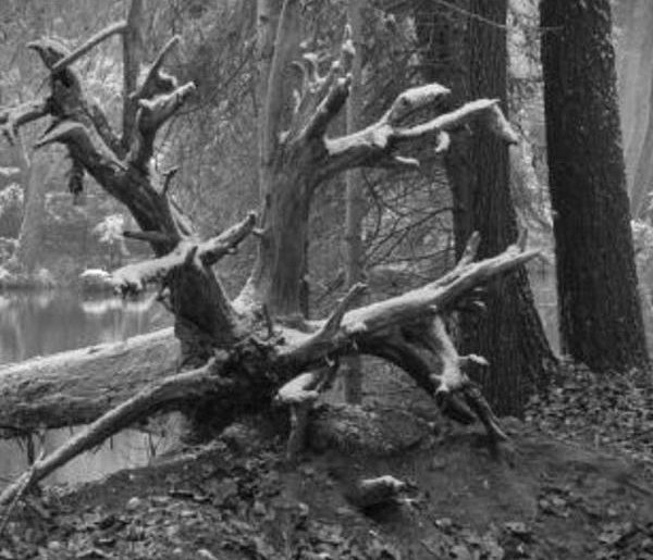 Czarno-biała cisza pejzażu Leszka Dziuby z Zamościa