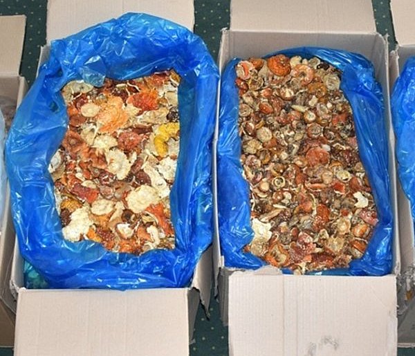 Na granicy zatrzymano 34 kg czerwonych muchomorów z Ukrainy