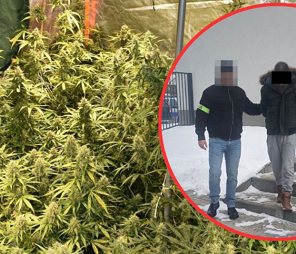 Plantacja marihuany w Frampolu