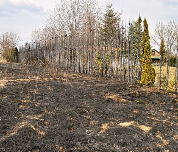 Pożar traw w gminie Nielisz. Ogień zniszczył działki