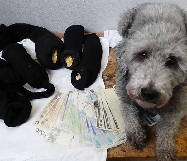 4,5 mln zł ukryte przed kontrolą celną