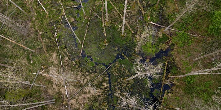 POWSTAŁ NOWY REZERWAT WIELKIE BAGNO - PERŁA PUSZCZY SOLSKIEJ