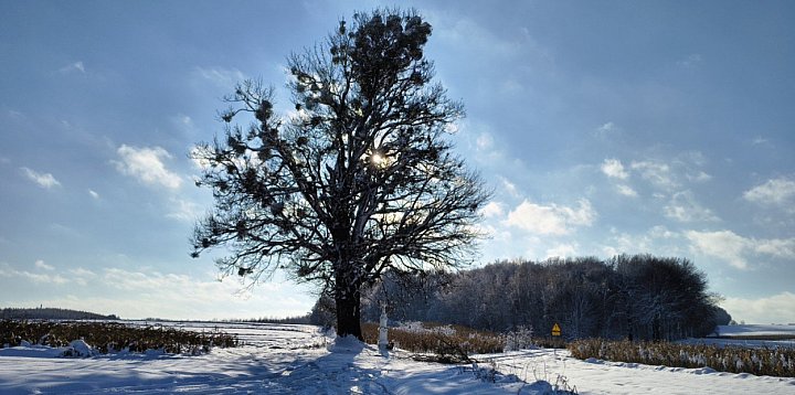 Prawie 200-letni klon w Krynicach zostanie uratowany-369283