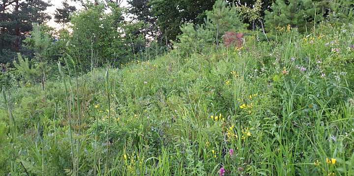 Ratujemy murawę Białej Góry. Potrzebna pomoc!