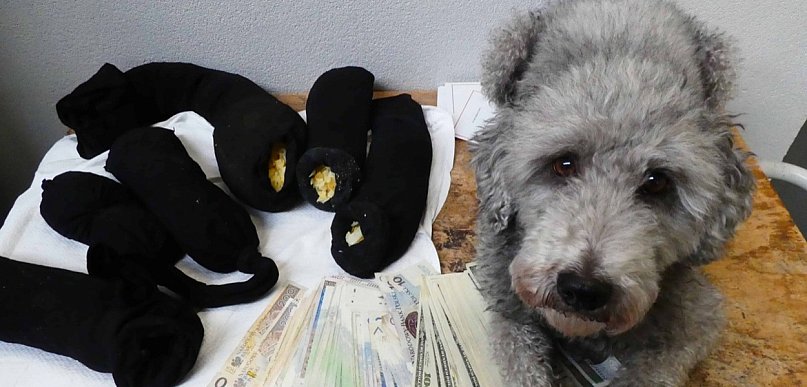 Bursztynowy przemyt w Zosinie