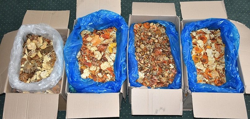 Na granicy zatrzymano 34 kg czerwonych muchomorów z Ukrainy