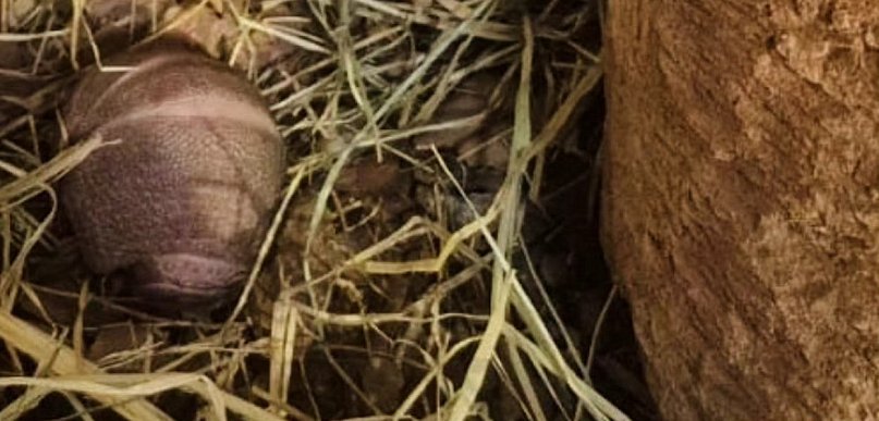 Zamojskie zoo ma nowego mieszkańca. Mały bolita już na świecie