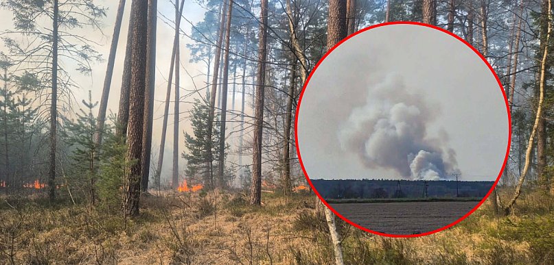 Powiat lubaczowski. Wielki pożar lasu w Cewkowie! Akcja trwała wiele godzin