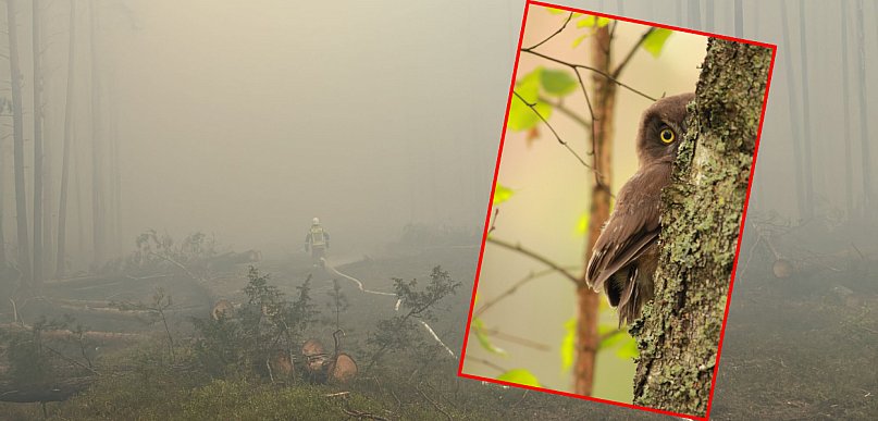 Ogień trawi Puszczę Solską! Zagrożone serce Natury 2000