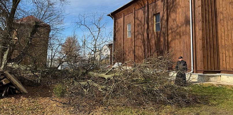 Drzewo runęło tuż obok zabytkowego kościoła w Dubie - 367484