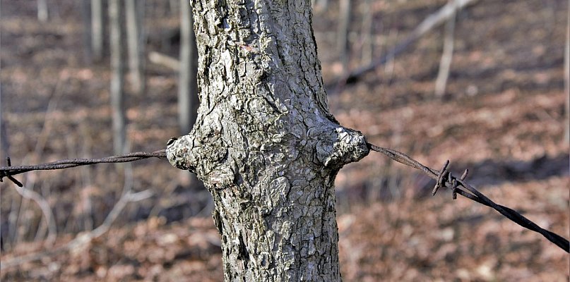 Grzybiarze znaleźli dwa psy przywiązane do drzewa, jeden był martwy - 367610