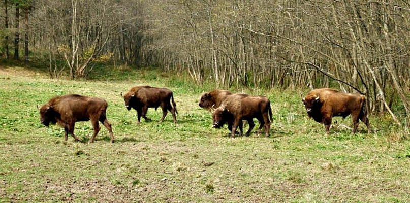 Gruźlica przyczyną śmierci żubrzycy z Mucznego - 367897