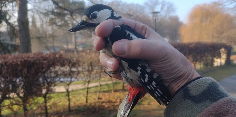 Zimowe spotkanie z ptakami w sercu Zamościa. Drugi odłów „Akcja Karmnik” - 368815