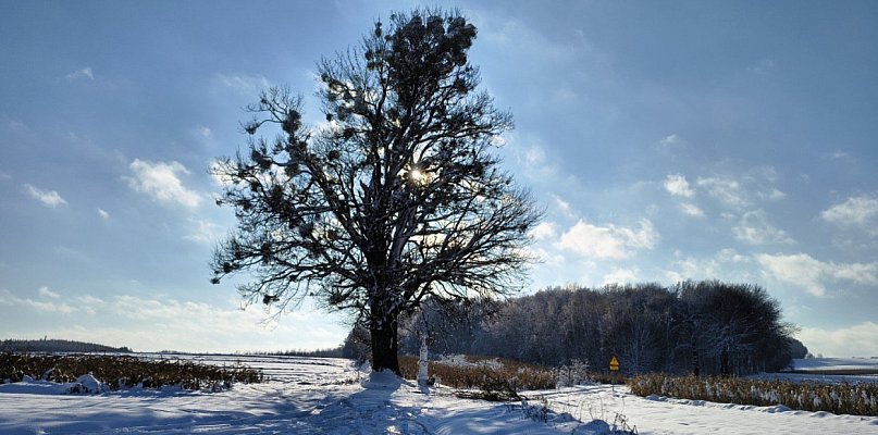 Prawie 200-letni klon w Krynicach zostanie uratowany - 369283