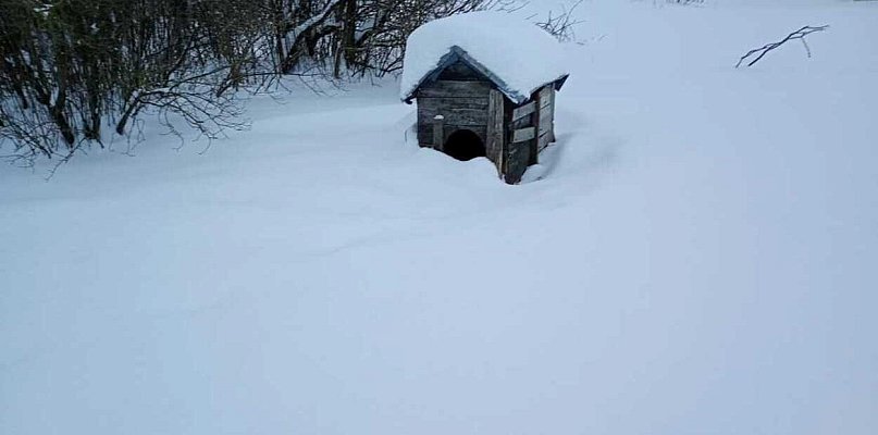 Gmina Dołhobyczów. Znęcał się nad psami - 369349