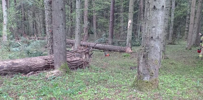 Tragiczny wypadek w lesie pod Bełżcem. 43-latek nie żyje
