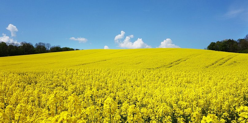 Rolnicy mają czas na dopłaty do 1 czerwca 2026 r.