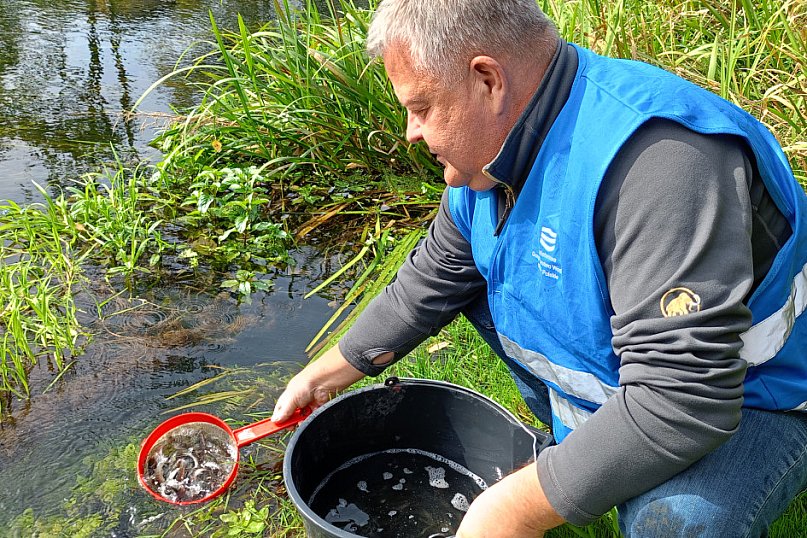 Setki młodych ryb trafiły do rzeki Por