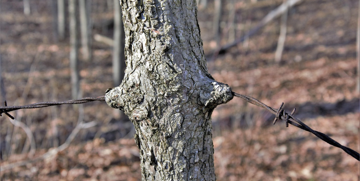 Obraz Scott z Pixabay