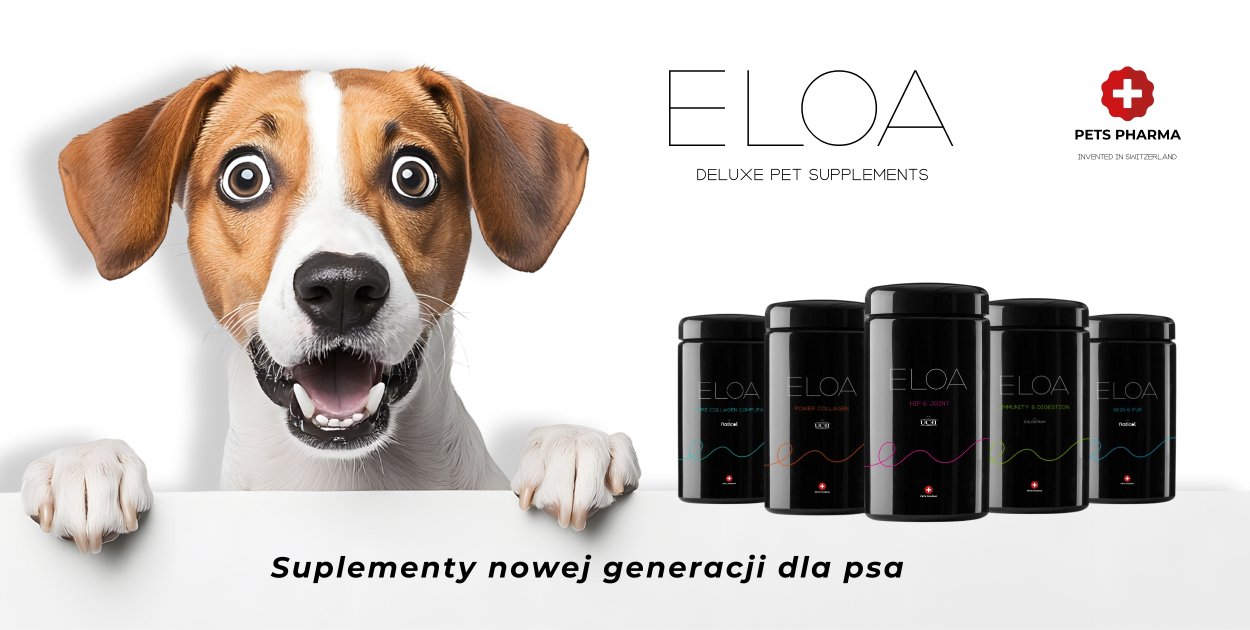 Jak pies wpływa na emocje człowieka – o sile więzi międzygatunkowej