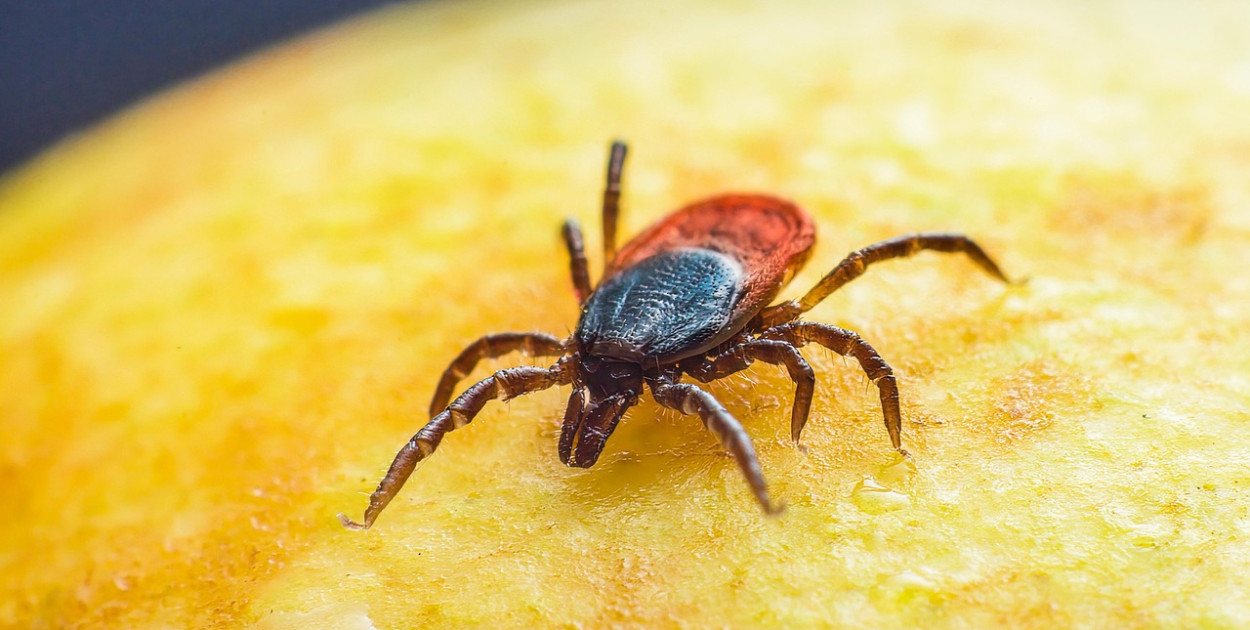 Obraz Erik Karits z Pixabay