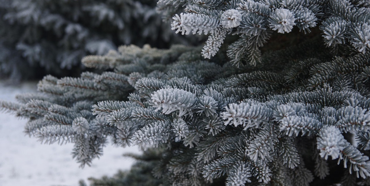 Obraz renisko z Pixabay