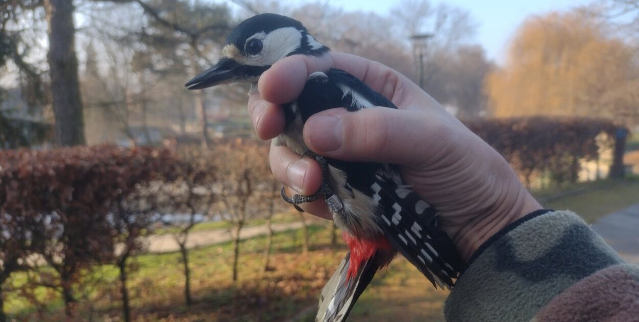 Fot. Zamojskie Towarzystwo Przyrodnicze