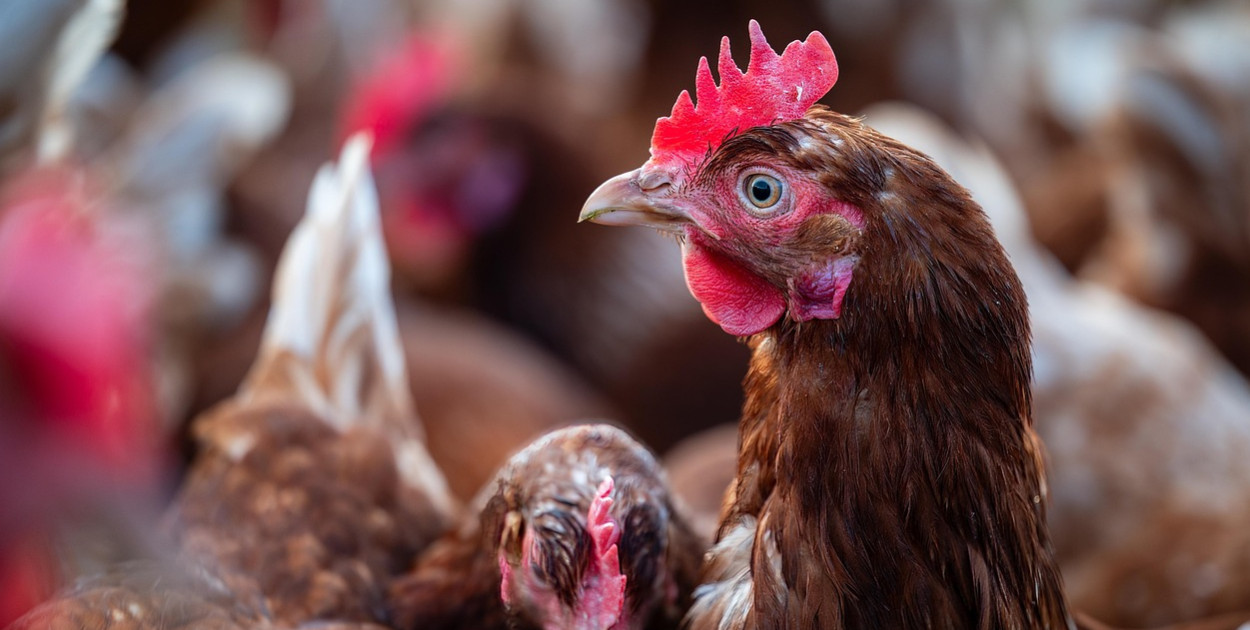 Obraz Bernhard Jaeck z Pixabay