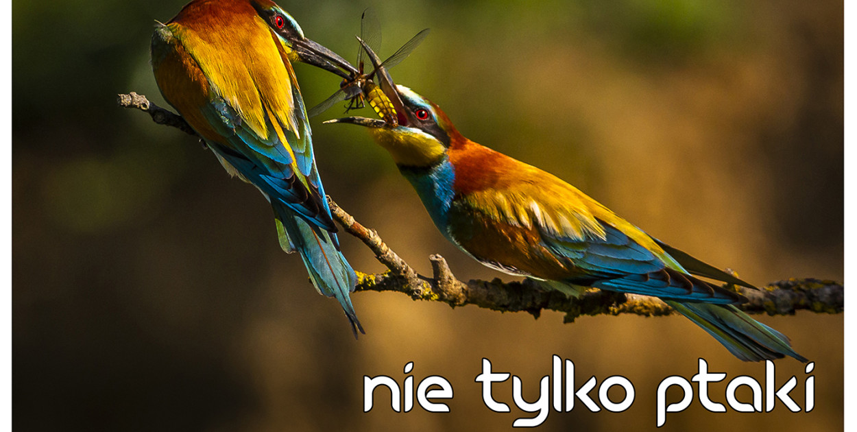 Materiał organizatora