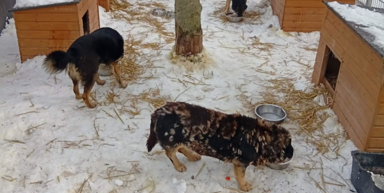 Zamość gotuje posiłki dla bezdomnych zwierząt. Ruszyła zbiórka