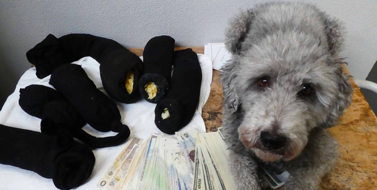 Bursztynowy przemyt w Zosinie