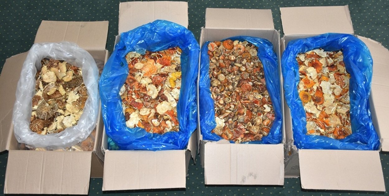 Na granicy zatrzymano 34 kg czerwonych muchomorów z Ukrainy