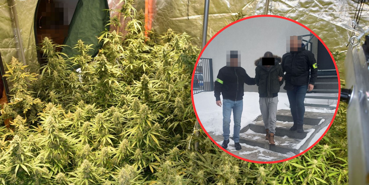 Plantacja marihuany w Frampolu