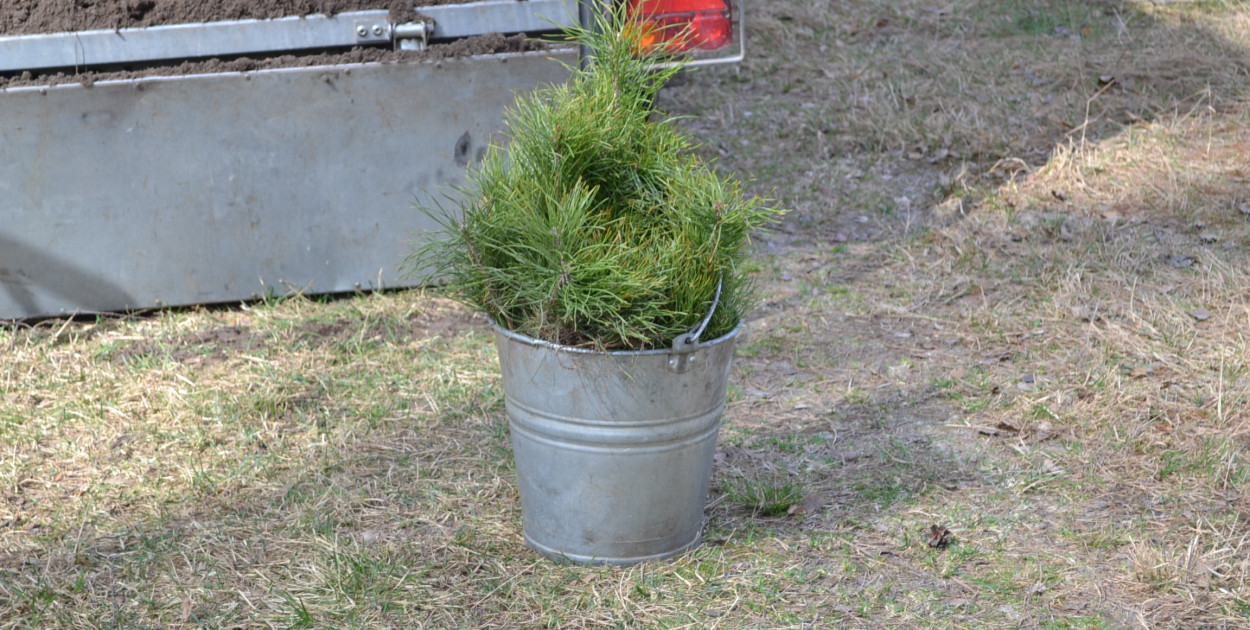 Lubelscy leśnicy posadzą ponad 19 mln drzew