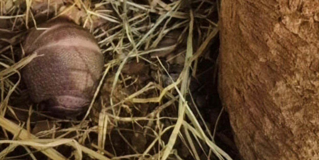 Zamojskie zoo ma nowego mieszkańca. Mały bolita już na świecie