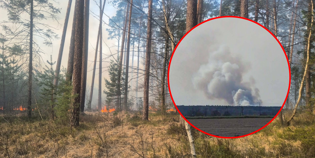 Powiat lubaczowski. Wielki pożar lasu w Cewkowie! Akcja trwała wiele godzin