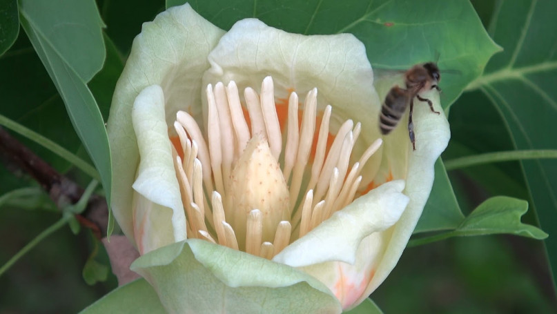 Tulipanowiec (Liriodendron tulipifera)